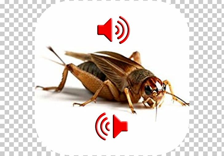Live Food Reptile Cricket Mealworm Locust PNG, Clipart, Amphibians, Animal, Antena, Apk, Arthropod Free PNG Download