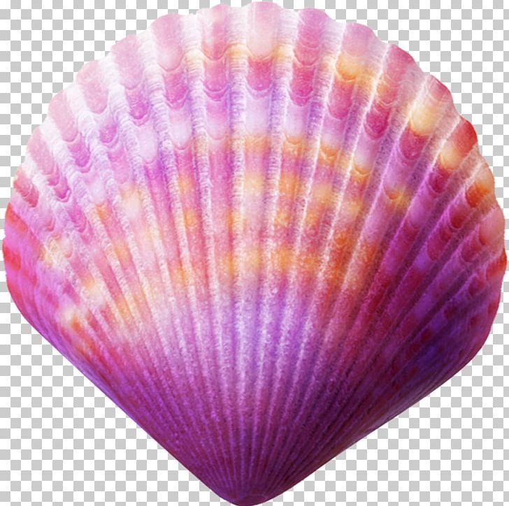 Seashell Purple PNG, Clipart, Animals, Blue, Color, Google Images, Magenta Free PNG Download
