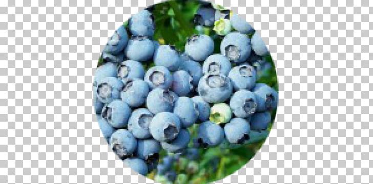 Vaccinium Corymbosum Shrub Variety Auglis Vaccinium Uliginosum PNG, Clipart, Auglis, Berry, Bilberry, Blueberry, Cutting Free PNG Download