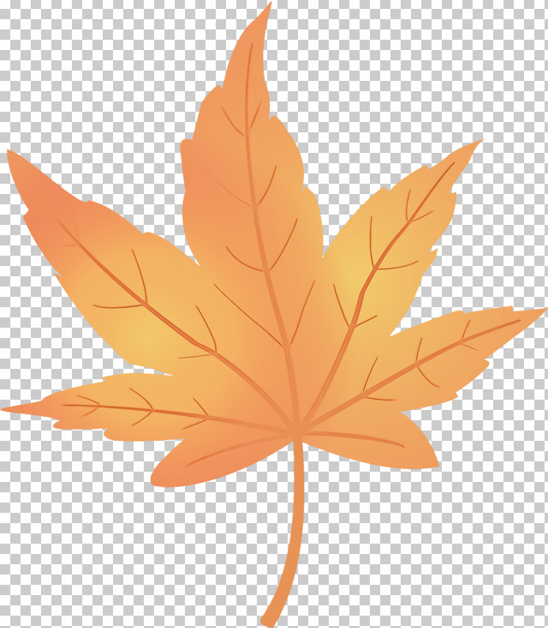 Maple Leaf Autumn Leaf Yellow Leaf PNG, Clipart, Autumn Leaf, Black Maple, Deciduous, Flower, Leaf Free PNG Download