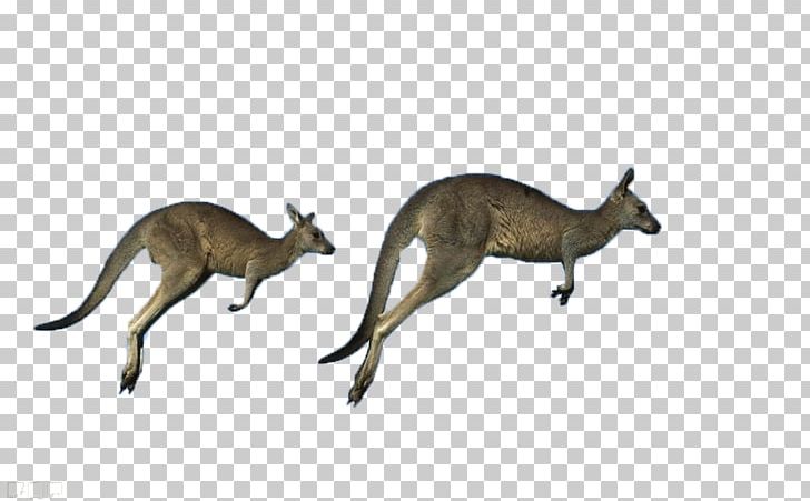Australia Red Kangaroo Antilopine Kangaroo Eastern Grey Kangaroo Western Grey Kangaroo PNG, Clipart, Animals, Athlete Running, Athletics Running, Aussie, Boxing Kangaroo Free PNG Download