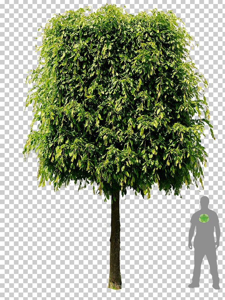 Carpinus Betulus Espalier Tree Branch Evergreen PNG, Clipart, Betulaceae, Bonsai, Branch, Carpinus Betulus, Cherry Laurel Free PNG Download