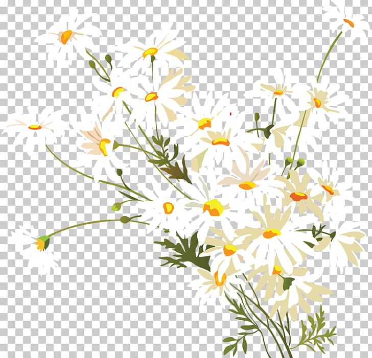 Common Daisy Chamomile Flower PNG, Clipart, Branch, Camomile, Chamaemelum Nobile, Cut Flowers, Daisy Free PNG Download
