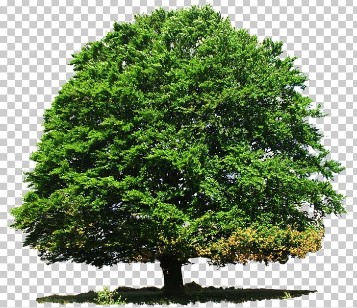 Deciduous Tree Conifers PNG, Clipart, Branch, Conifers, Deciduous, Evergreen, Grass Free PNG Download