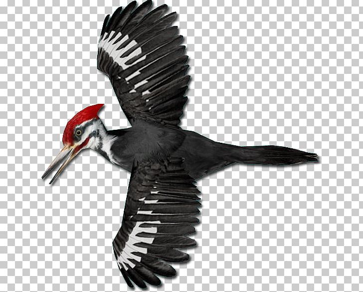 Pileated Woodpecker Piciformes PNG, Clipart, 9 Th, Animals, Beak, Bill, Bird Free PNG Download