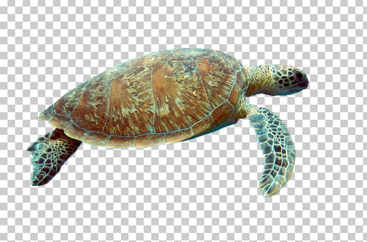 Box Turtle Reptile Sea Turtle Tortoise PNG, Clipart, Animal, Animals, Box Turtle, Chelydridae, Common Snapping Turtle Free PNG Download