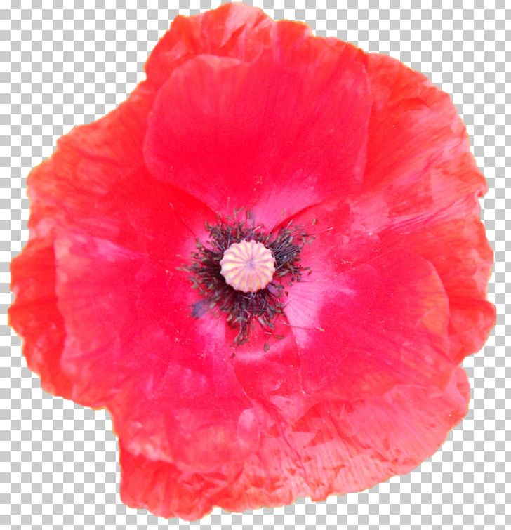Close-up PNG, Clipart, Closeup, Coquelicot, Darshan, Flower, Flowering Plant Free PNG Download