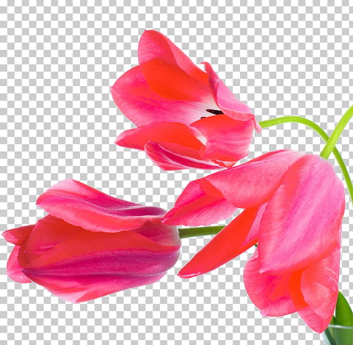 Flower Pink Fuchsia Photography PNG, Clipart, Closeup, Color, Cut Flowers, Desktop Wallpaper, Flower Free PNG Download