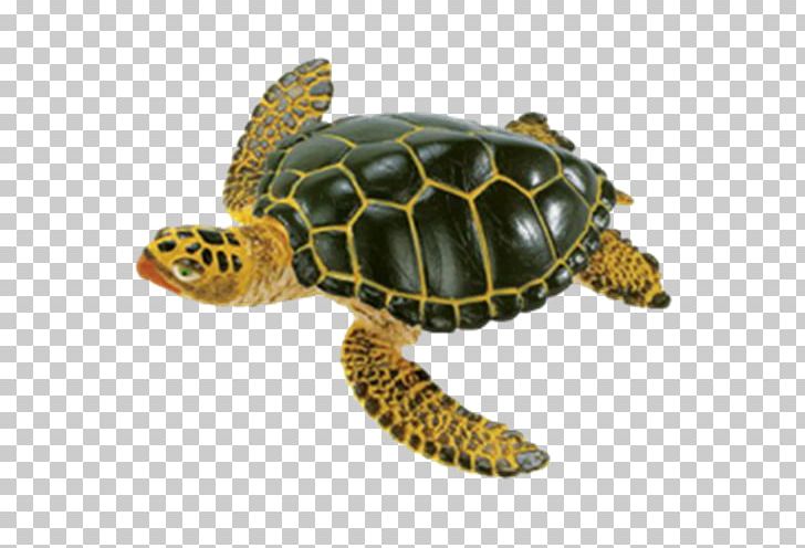 Kemp's Ridley Sea Turtle Green Sea Turtle Safari Ltd PNG, Clipart,  Free PNG Download