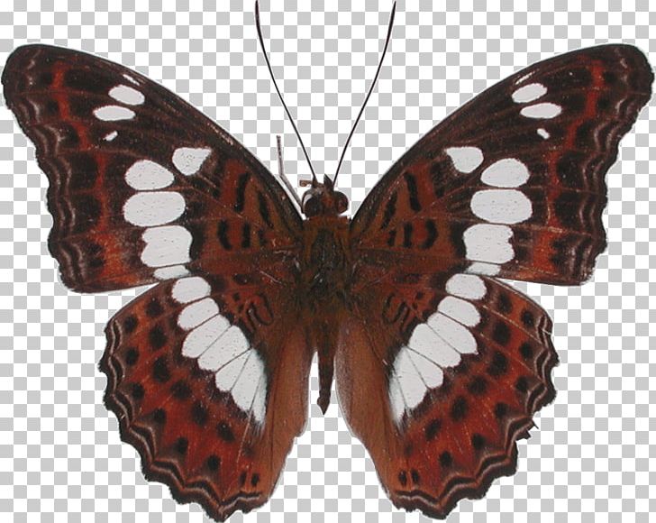 Monarch Butterfly Moth Moduza Procris Charaxes Smaragdalis PNG, Clipart, Arthropod, Brush Footed Butterfly, Butterflies And Moths, Butterfly, Charaxes Free PNG Download