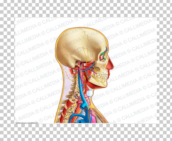 Neck Ear Human Anatomy Bone PNG, Clipart, Anatomy, Anterior Triangle Of The Neck, Arm, Blood Vessel, Bone Free PNG Download