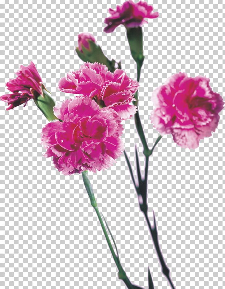 Red Purple Mother's Day Carnation Cut Flowers PNG, Clipart,  Free PNG Download
