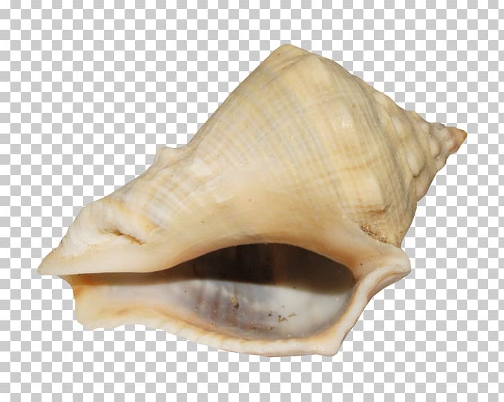 Sea Snail Albom Photography PNG, Clipart, Albom, Animal, Author, Clams Oysters Mussels And Scallops, Cockle Free PNG Download