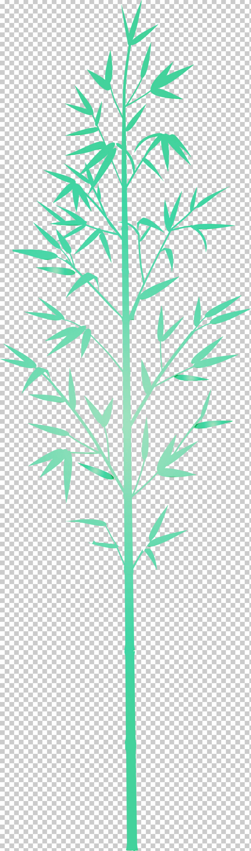 Leaf Plant Plant Stem Grass Family Grass PNG, Clipart, American Larch, Bamboo, Flower, Grass, Grass Family Free PNG Download