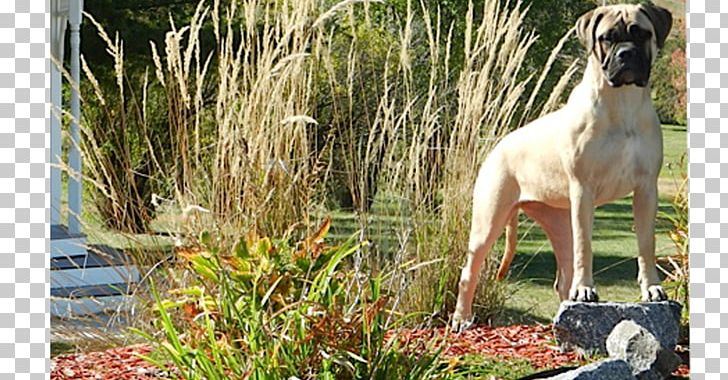 Dog Breed Sloughi Whippet Great Dane Grasses PNG, Clipart, 08626, Breed, Bullmastiff, Dog, Dog Breed Free PNG Download