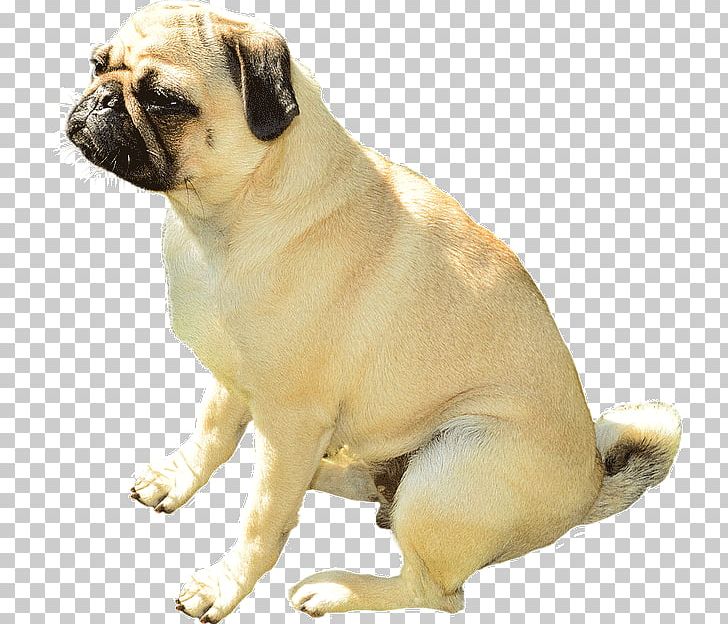 Pug Dog Breed Companion Dog 2007 Pet Food Recalls Dog Grooming PNG, Clipart,  Free PNG Download