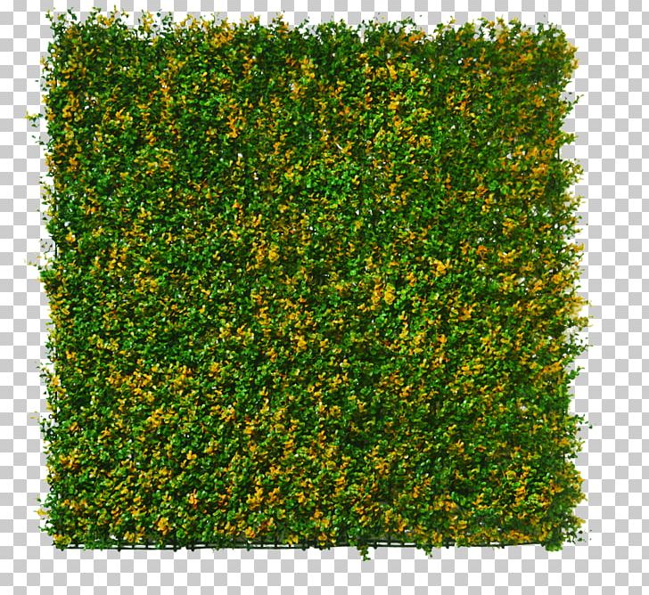 Hedge Flower Buxus Sinica Var. Parvifolia 台湾造花 Green Wall PNG, Clipart, Artificial Flower, Box, Buxus Sempervirens, Chinese Box, Evergreen Free PNG Download