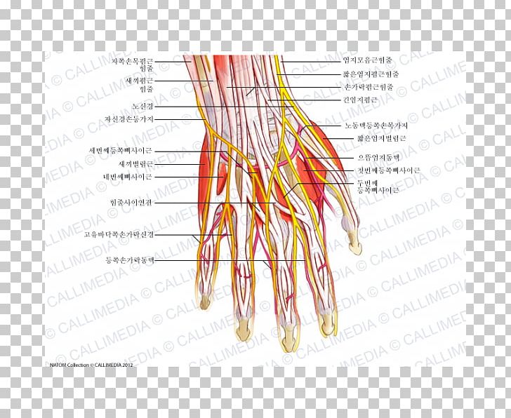 Nerve Hand Muscle Nervous System Human Anatomy PNG, Clipart, Anatomy, Artery, Blood Vessel, Circulatory System, Finger Free PNG Download