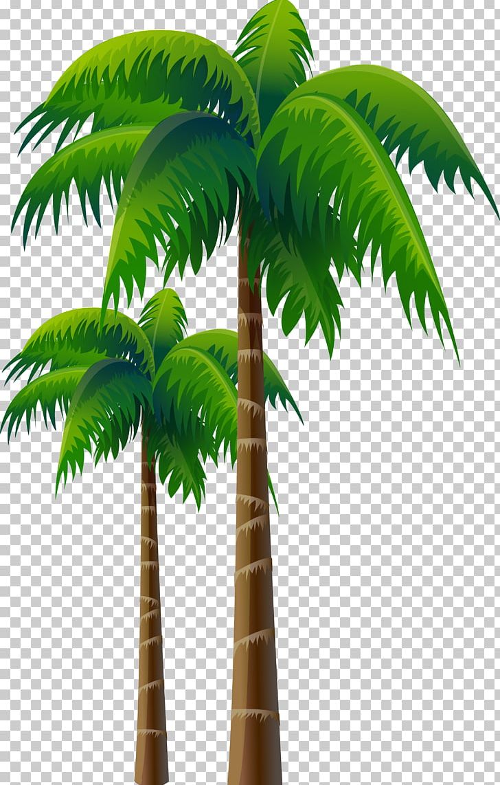 Arecaceae Coconut Tree Woody Plant PNG, Clipart, Arecaceae, Arecales, Asian Palmyra Palm, Attalea, Attalea Speciosa Free PNG Download