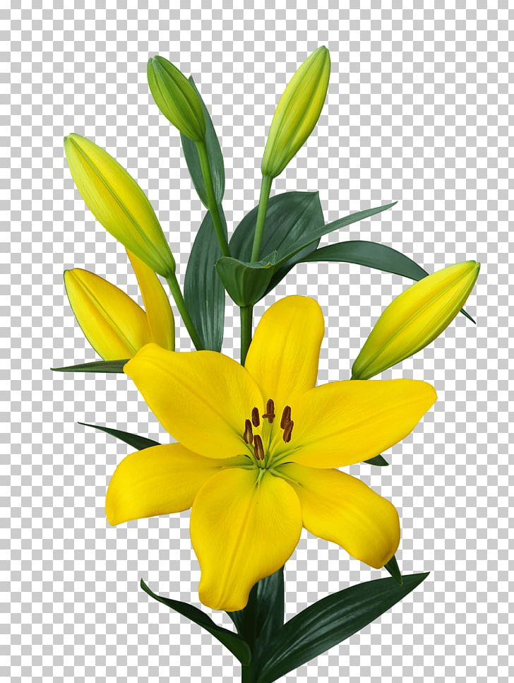 Golden Nugget Las Vegas Lilium Yellow Bulb Embryophyta PNG, Clipart, Bud, Bulb, Color, Cut Flowers, Embryophyta Free PNG Download