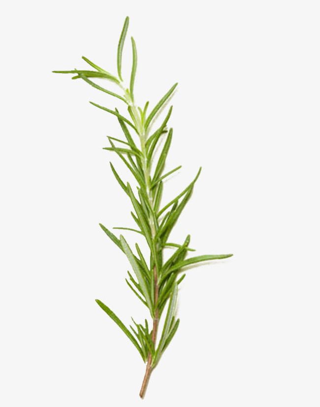Rosemary Grass PNG, Clipart, Biological, Biological Rosemary Grass, Grass, Grass Clipart, Hand Painted Free PNG Download