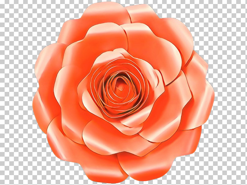 Garden Roses PNG, Clipart, Cut Flowers, Flower, Garden Roses, Orange, Petal Free PNG Download