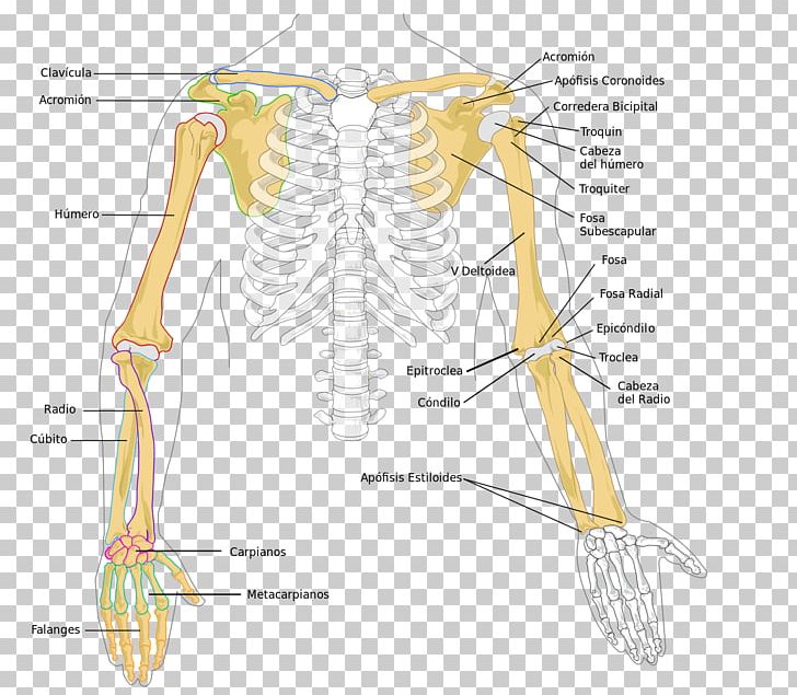 Arm Human Skeleton Radius Humerus Bone PNG, Clipart, Abdomen, Angle, Chest, Costume Design, Cuerpo Free PNG Download