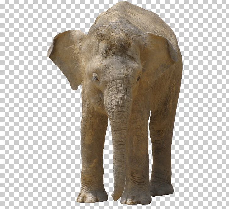 Asian Elephant African Bush Elephant Portable Network Graphics ...