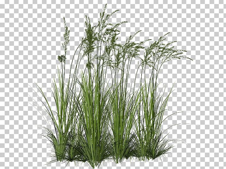 Grasses Portable Network Graphics Aquatic Plants PNG, Clipart, Aquatic Plants, Cattail, Chrysopogon, Chrysopogon Zizanioides, Commodity Free PNG Download