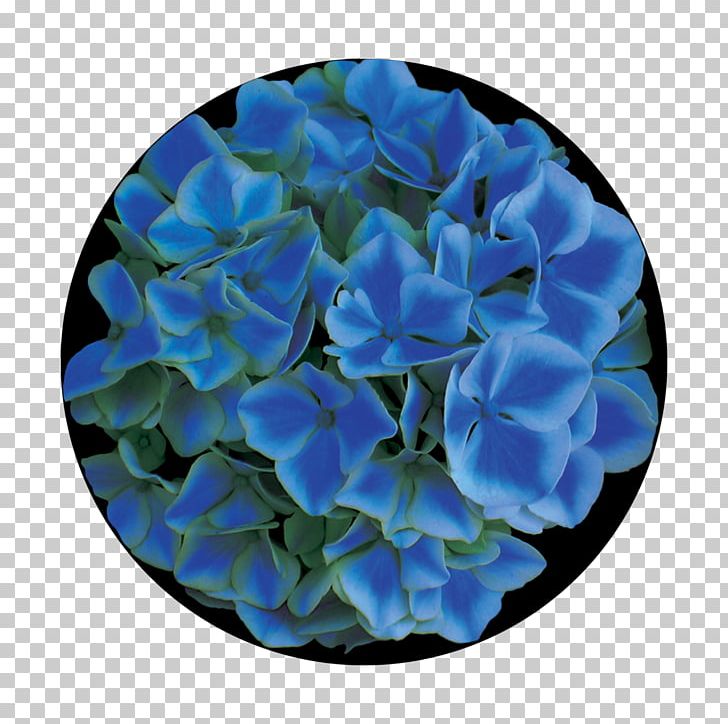 Hydrangea Glass Rose Family Gobo Petal PNG, Clipart, Blue, Blue Hydrangea, Cobalt Blue, Cornales, Electric Blue Free PNG Download