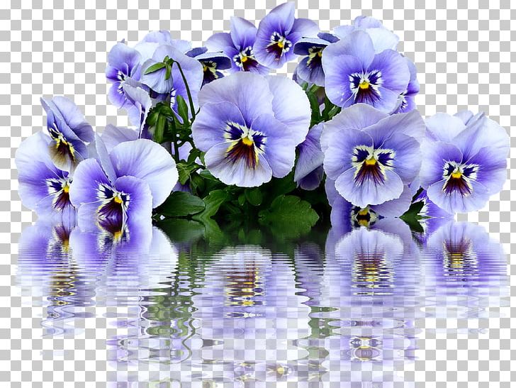 Pansy Garden Centre Flower PNG, Clipart, Blue, Dahlia, Flower, Flowering Plant, Garden Free PNG Download