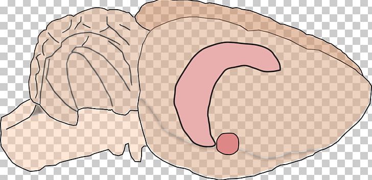 Rat Hippocampus Anatomy Brain Amygdala PNG, Clipart, Animals, Area, Arm, Art, Artwork Free PNG Download