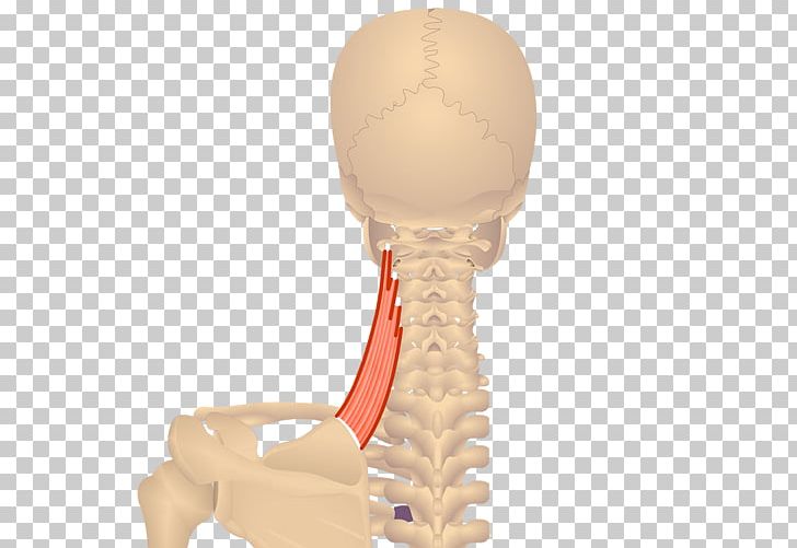 Rhomboid Minor Muscle Rhomboid Major Muscle Rhomboid Muscles Levator Scapulae Muscle PNG, Clipart, Anatomy, Jaw, Joint, Latissimus Dorsi Muscle, Levator Scapulae Muscle Free PNG Download