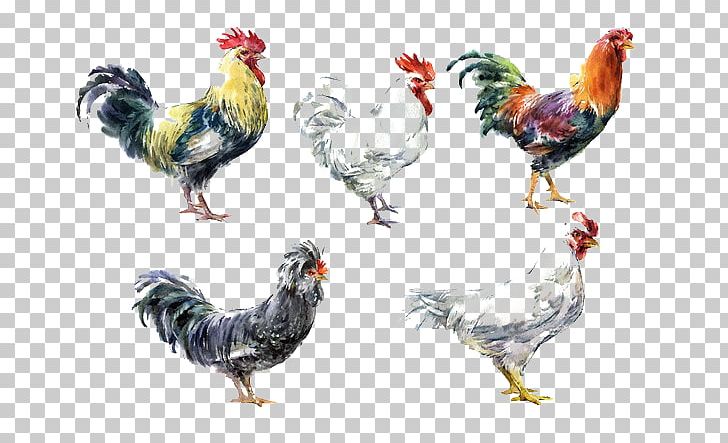 Fried Chicken Buffalo Wing PNG, Clipart, Animals, Beak, Bird, Chicken, Chicken Meat Free PNG Download