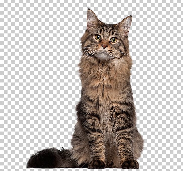 Maine Coon Siamese Cat Kitten Thai Cat Egyptian Mau PNG, Clipart, Animals, Asian Semi Longhair, Carnivoran, Cat Like Mammal, Coon Free PNG Download