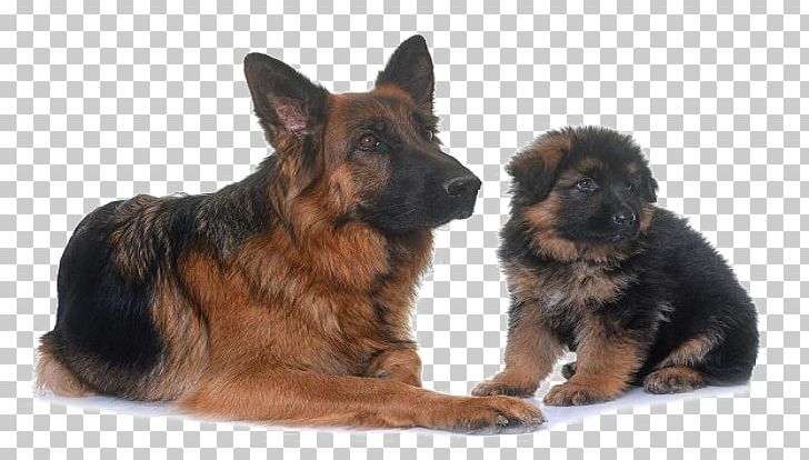 german shepherd dog png