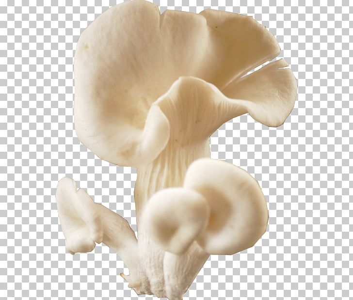 Oyster Mushroom Fungus Boiling Pot PNG, Clipart, Agaricaceae, Agaricus, Basidiomycota, Boiling Pot, Common Mushroom Free PNG Download