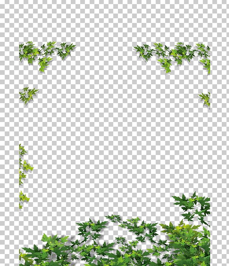 Rattan Vine Calameae PNG, Clipart, Area, Background Green, Border, Branch, Calameae Free PNG Download