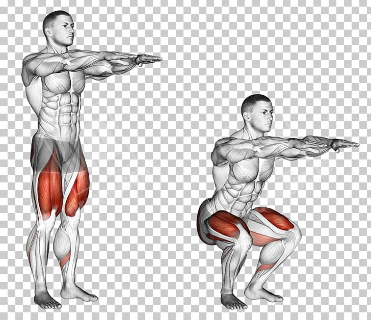 Squat Exercise Muscle Dumbbell Weight Training PNG, Clipart, Abdomen, Arm, Back, Barbell, Biceps Curl Free PNG Download