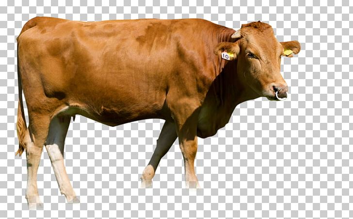 Dairy Cattle Calf Ox PNG, Clipart, Bull, Calf, Cattle, Cattle Like Mammal, Cow Free PNG Download