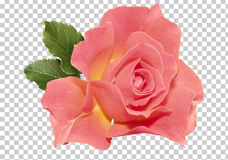 Rose Flower Orange PNG, Clipart, China Rose, Clipart, Clip Art, Color, Coral Free PNG Download