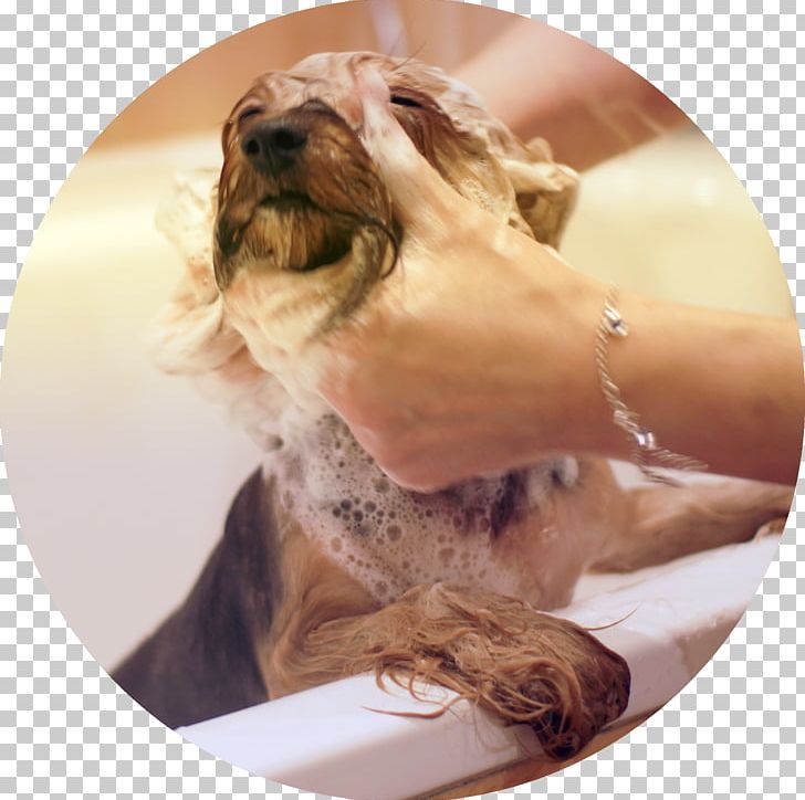 Yorkshire Terrier Dog Breed Puppy Shampoo Cosmetics PNG, Clipart, Animals, Breed, Carnivoran, Comb, Cosmetics Free PNG Download