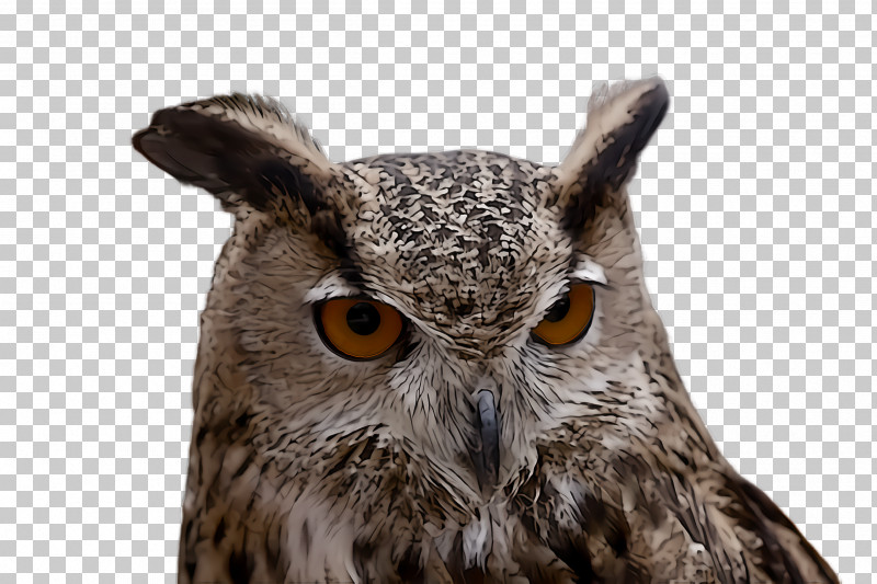 Owl Bird Western Screech Owl Bird Of Prey Eastern Screech Owl PNG, Clipart, Beak, Bird, Bird Of Prey, Eastern Screech Owl, Great Horned Owl Free PNG Download