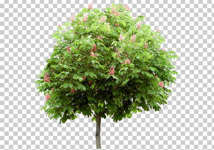 Branch Tree Mediterranean Cypress Shrub Leaf PNG, Clipart, Branch, Cupressus, Evergreen, Leaf, Macrophanerophytes Free PNG Download