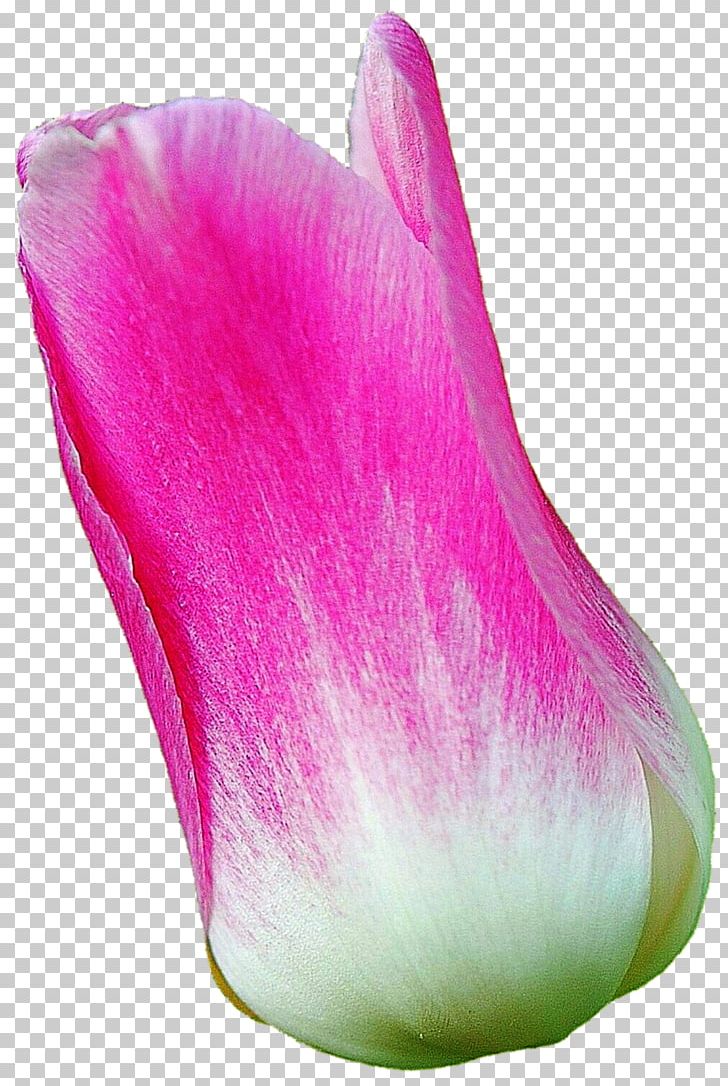Flower Petal Tulip Plant Magenta PNG, Clipart, Closeup, Flower, Flowering Plant, Herbaceous Plant, Magenta Free PNG Download