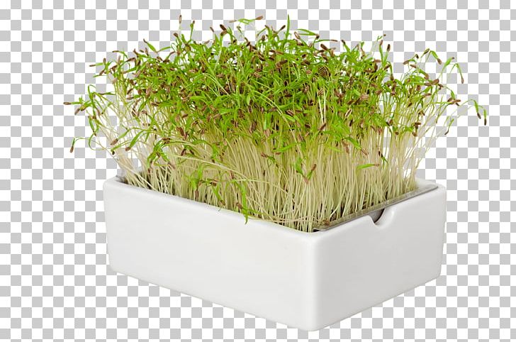 Flowerpot Grasses Herb Family PNG, Clipart, Family, Flowerpot, Grass, Grasses, Grass Family Free PNG Download