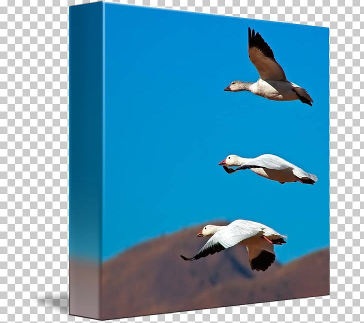 Water Bird Goose Flight Duck PNG, Clipart, 25 December, Anatidae, Antwoord, Beak, Bird Free PNG Download