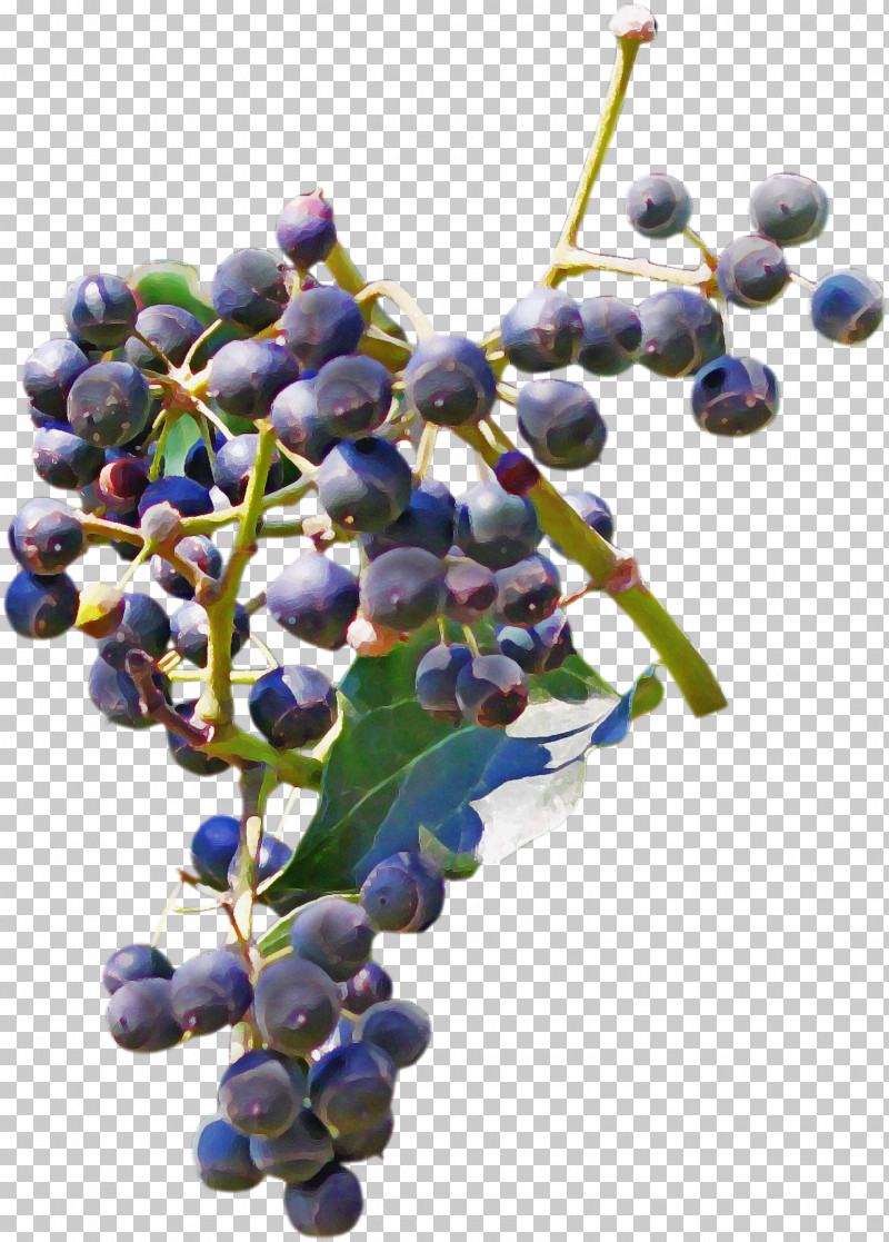 Grape Fruit Plant Grapevine Family Flower PNG, Clipart, Berry, Bilberry, Blueberry, Currant, Elderberry Free PNG Download