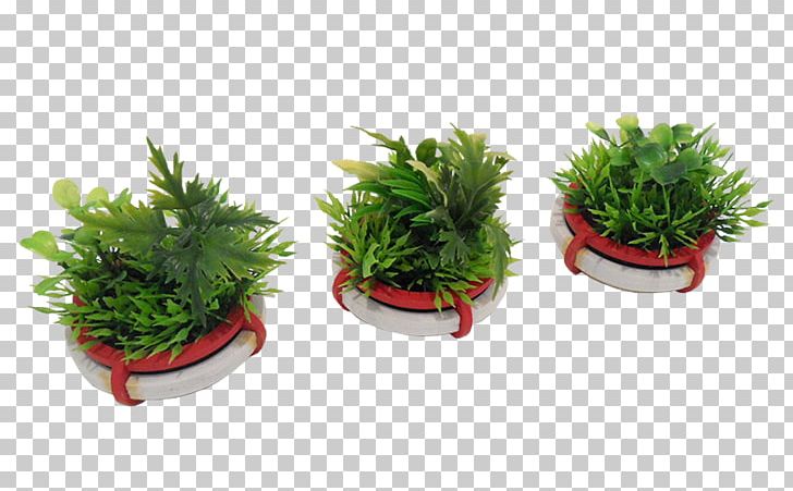 Flowerpot Houseplant Herb PNG, Clipart, Aquarium Decor, Flowerpot, Grass, Herb, Houseplant Free PNG Download