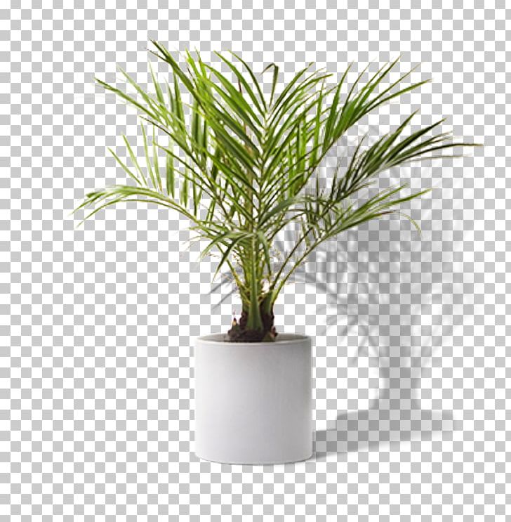 Houseplant Yucca PNG, Clipart,  Free PNG Download